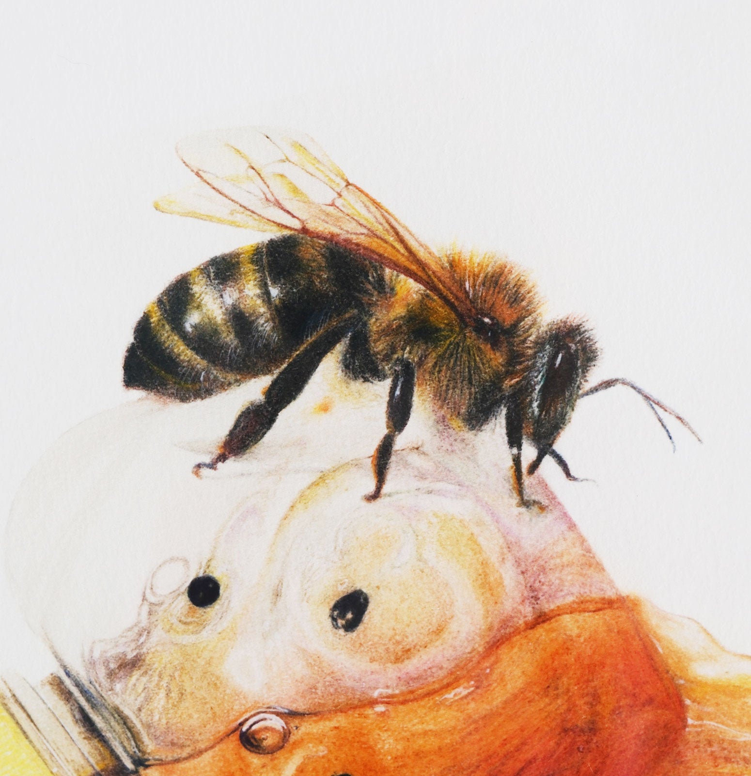 Bee - Friendly