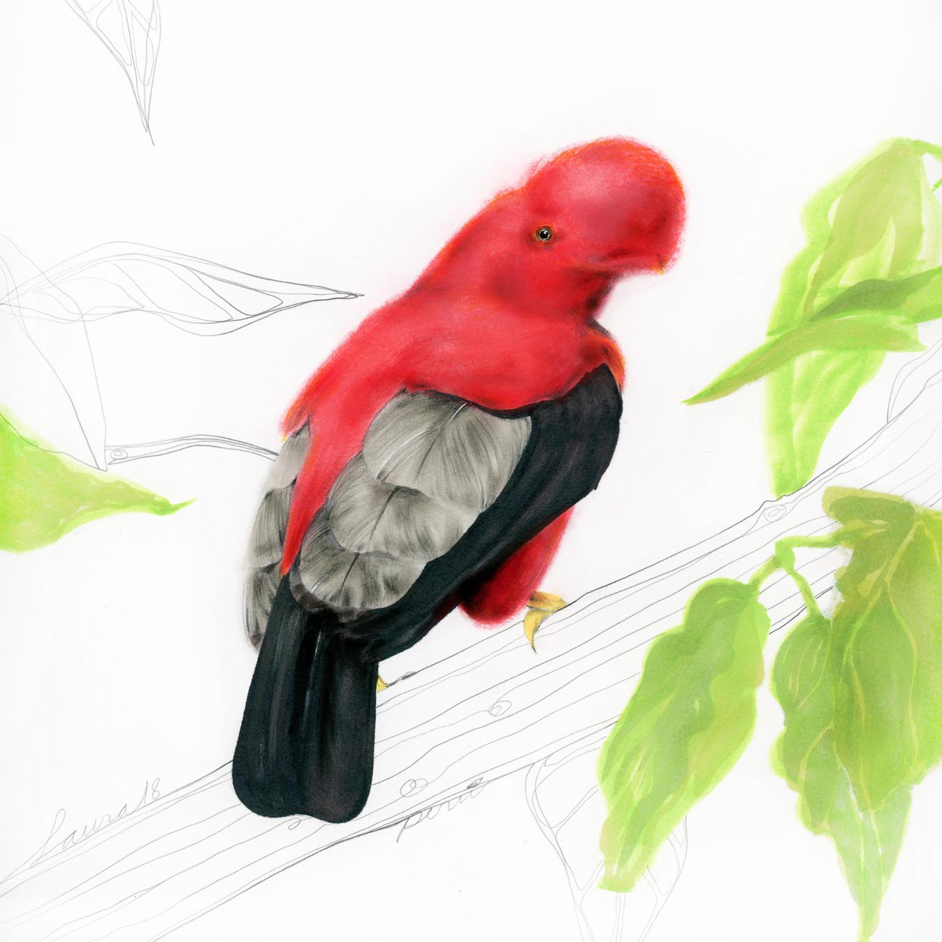 Gallito de las rocas
